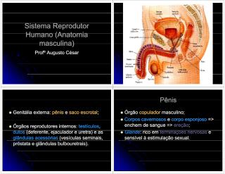 Aula de Sistema Reprodutor Humano (Anatomia masculina).pdf